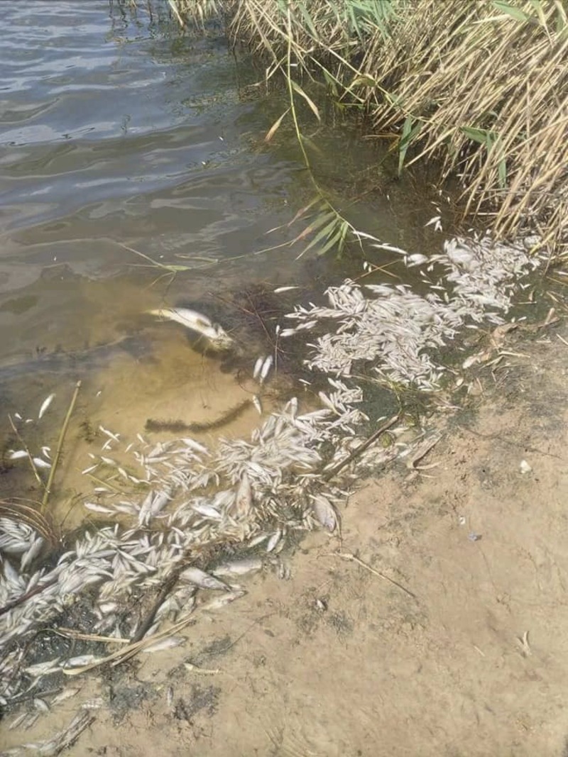 У Новопскові знову мор риби