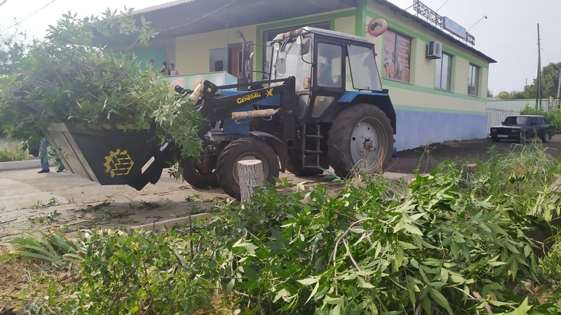 Спиляли дерева без дозволу | Новини Старобільськ