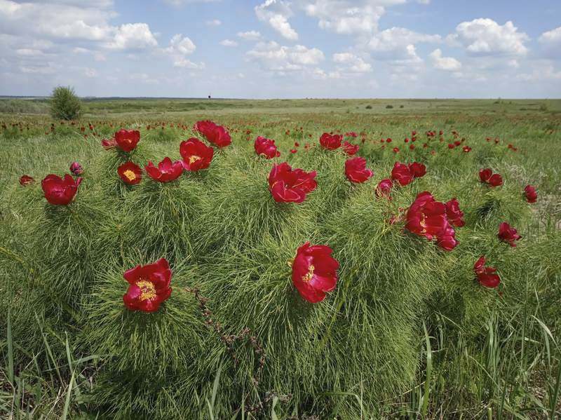 Оранка біля заповідника