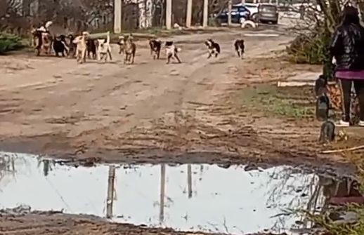 Зграї собак у Старобільську і не тільки | Новини Старобільськ