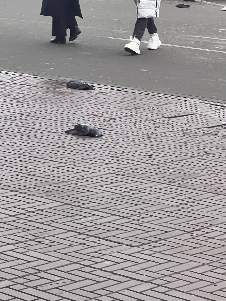 У Луганську масово вмирають голуби