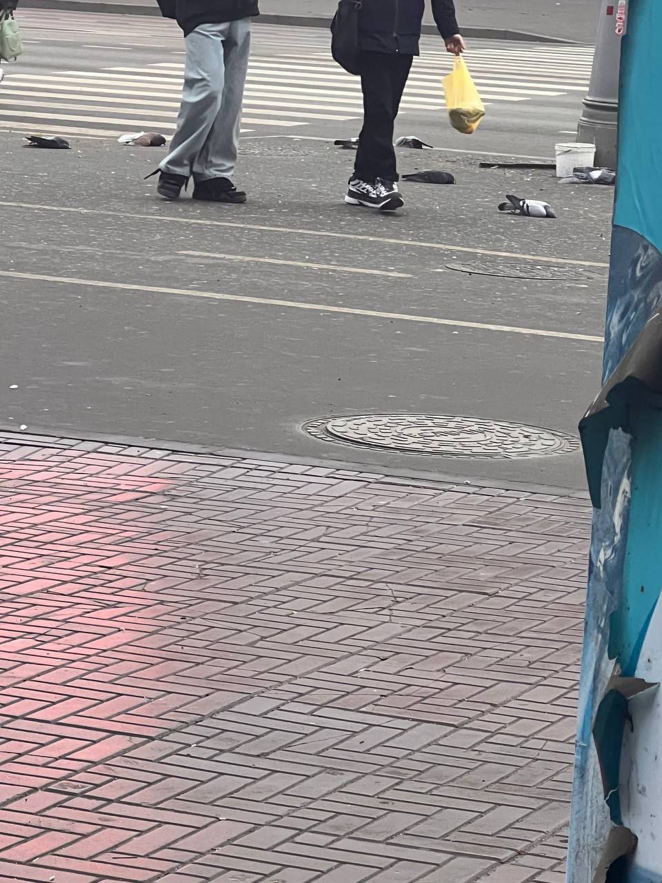 У Луганську масово вмирають голуби