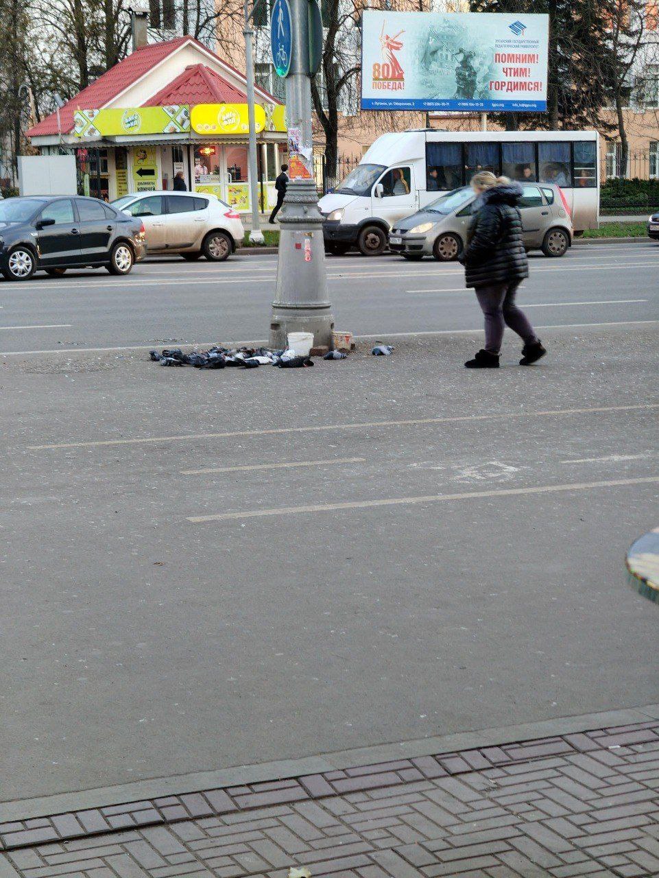 У Луганську масово вмирають голуби