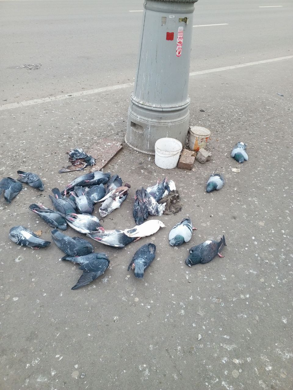 У Луганську масово вмирають голуби