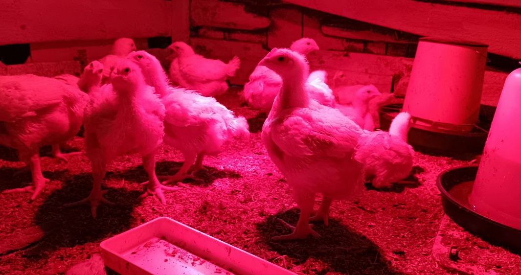 Мінігранти на бізнес для впо від Mercy Corps