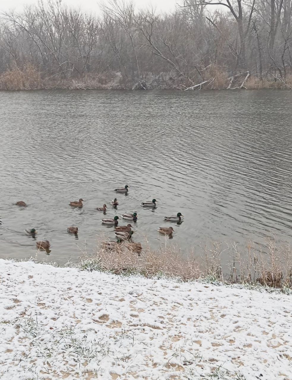 Трохи світлин з присипаного снігом Старобільська | Новини Старобільськ