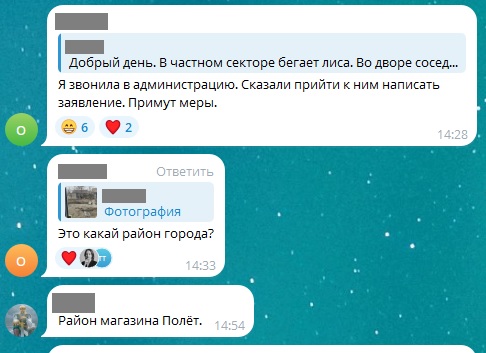 Що робити з лисицєю? | Новини Старобільськ