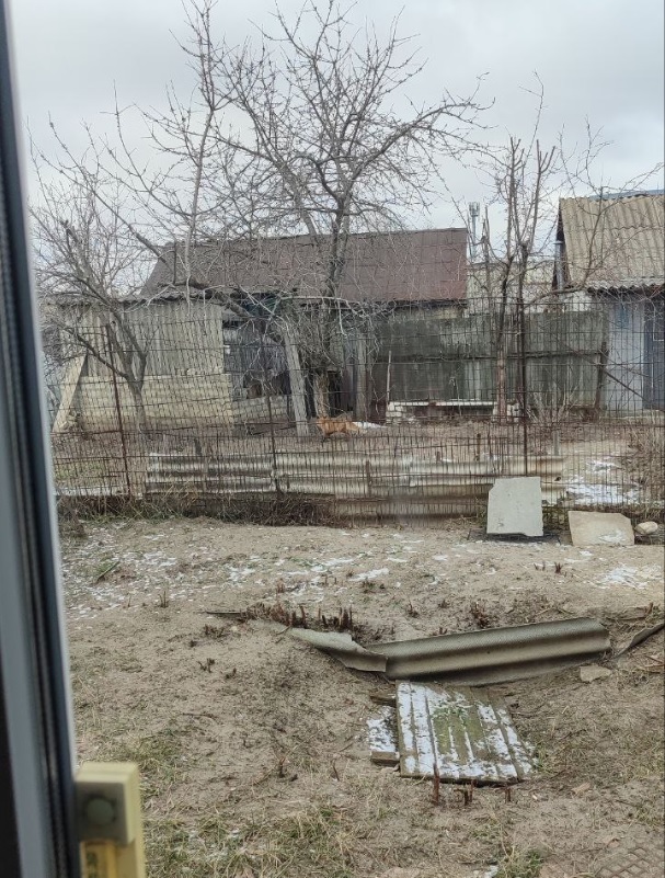 Що робити з лисицєю? | Новини Старобільськ