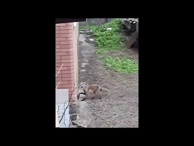 У Старобільську оселилась лисиця | Новини Старобільськ