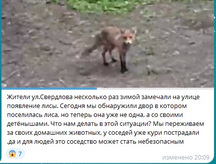 У Старобільську оселилась лисиця | Новини Старобільськ