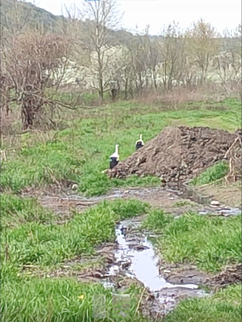 Локальна екологічна кастастрофа на Айдарі - відео | Новини Старобільськ