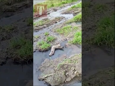 Локальна екологічна кастастрофа на Айдарі - відео | Новини Старобільськ