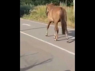 Кінь на КПП "Ізварине-Донецьк"