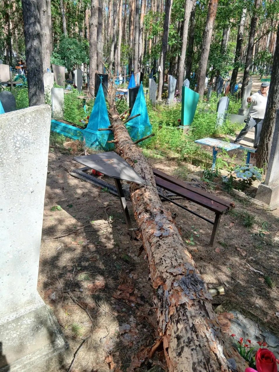 Негода повалила дерева на Старобільському міському кладовищі | Новини Старобільськ