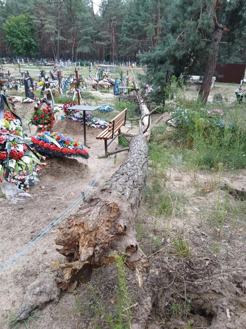 Негода повалила дерева на Старобільському міському кладовищі | Новини Старобільськ